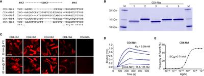 Single-Domain Antibodies for Targeting, Detection, and In Vivo Imaging of Human CD4+ Cells